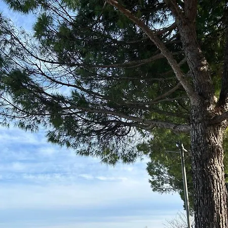 Cleo Orchidea 3* Falconara Marittima