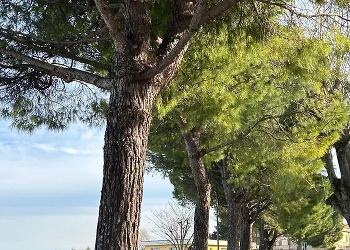 Bed & Breakfast Cleo Orchidea Falconara Marittima